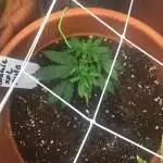 Double XL tropical cookies GCNL