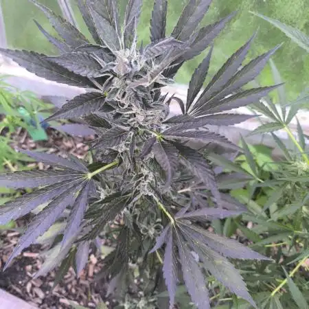 PapayaZoapAuto