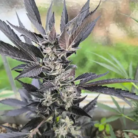 PapayaZoapAuto
