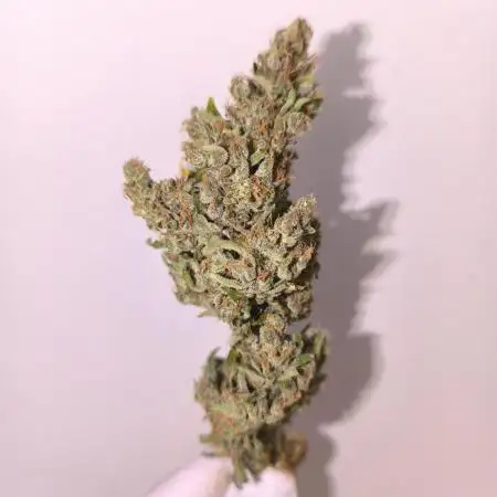 GreenCrack F1 Greenhouse Grow