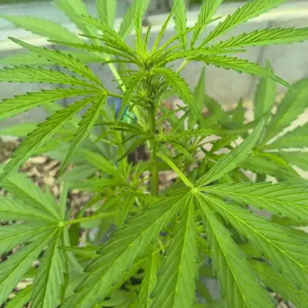 Skywalker Green House seeds