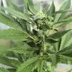PapayaZoapAuto
