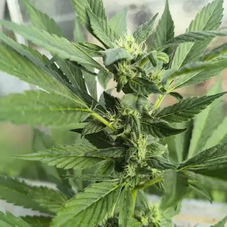 PapayaZoapAuto