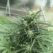 PapayaZoap S.A.D.  sweet Mango
