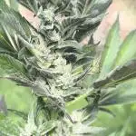 PapayaZoapAuto