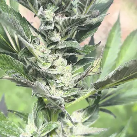 PapayaZoapAuto