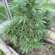 PapayaZoap S.A.D. sweet Mango