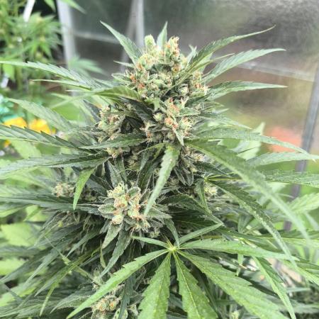 PapayaZoap S.A.D.  sweet Mango