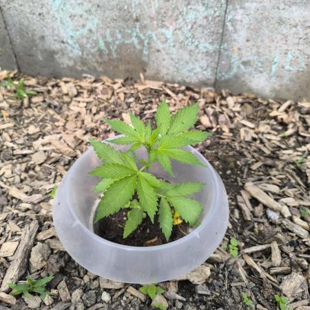 PapayaZoapAuto