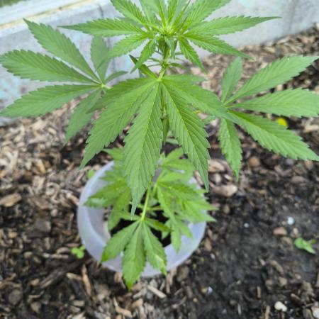 PapayaZoapAuto