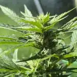 Skywalker Green House seeds