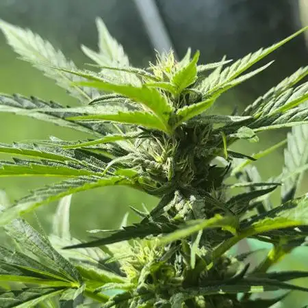 Skywalker Green House seeds