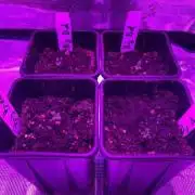 4x Big Bud Feminized by Sensi Seeds