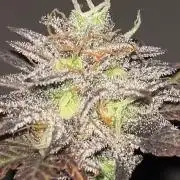 Miniature 250ml Grow