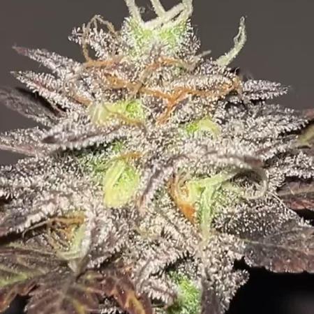 Miniature 250ml Grow