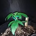 Auto Run with Original Sensible seeds!