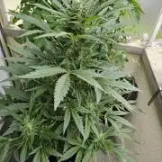 Auto White Widow on German Balkony