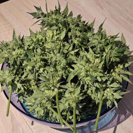 Auto White Widow on German Balkony