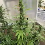 Auto Skywalker Haze on balkony