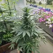 Auto White Widow on German Balkony