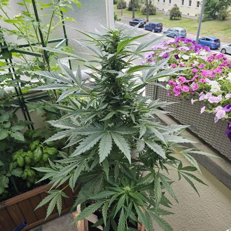 Auto White Widow on German Balkony