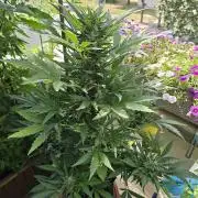 Auto White Widow on German Balkony