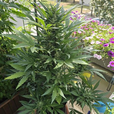 Auto White Widow on German Balkony