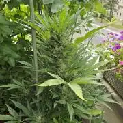 Auto White Widow on German Balkony