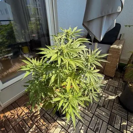 #2025 Balkon GROW Germany - Sensi Amnesi