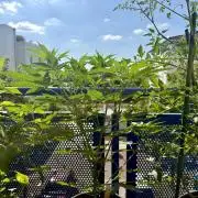 #2026 Balkon GROW Germany - Purple