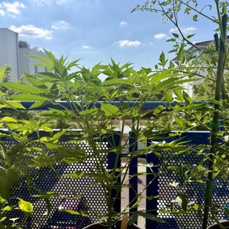 #2026 Balkon GROW Germany - Purple