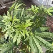 #2026 Balkon GROW Germany - Zkittels