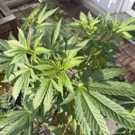 #2026 Balkon GROW Germany - Zkittels