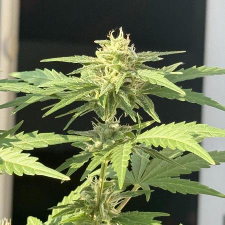 #2026 Balkon GROW Germany - Runtz
