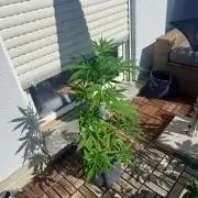 #2026 Balkon GROW Germany - GSC