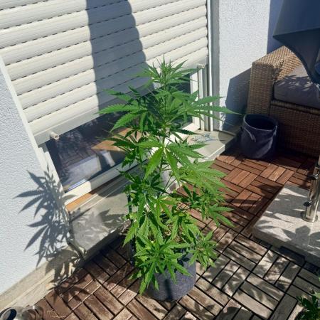 #2026 Balkon GROW Germany - GSC