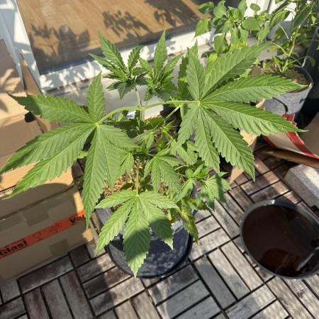 #2026 Balkon GROW Germany - Zkittels