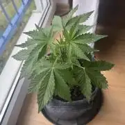 #2026 Balkon GROW Germany - Runtz