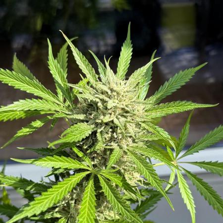 #2025 Balkon GROW Germany - Emerald Fire