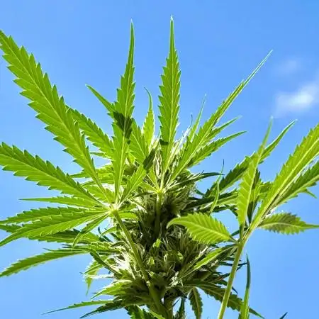 #2025 Balkon GROW Germany - Emerald Fire