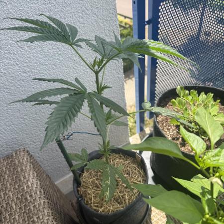 #2026 Balkon GROW Germany - All Gas OG