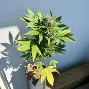 #2026 Balkon GROW Germany - Red Poison
