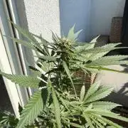 #2026 Balkon GROW Germany - Erdberre