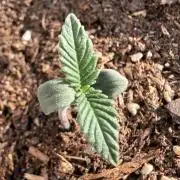 #2026 Balkon GROW Germany - Red Poison