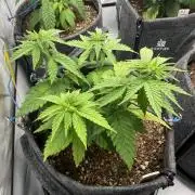 Orange Creampop #2025