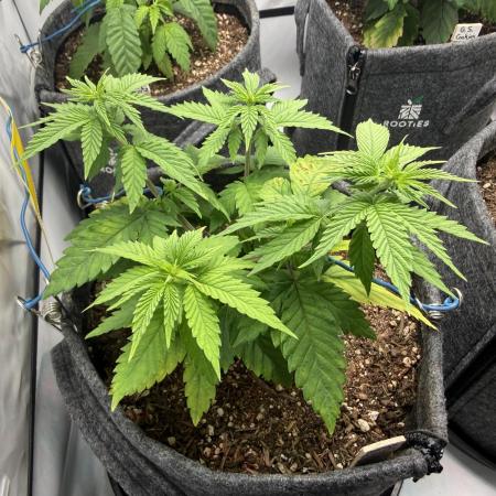 Orange Creampop #2025