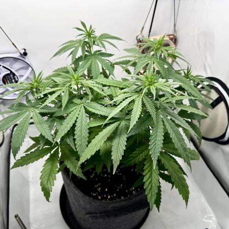 Raspberry Parfait #2025