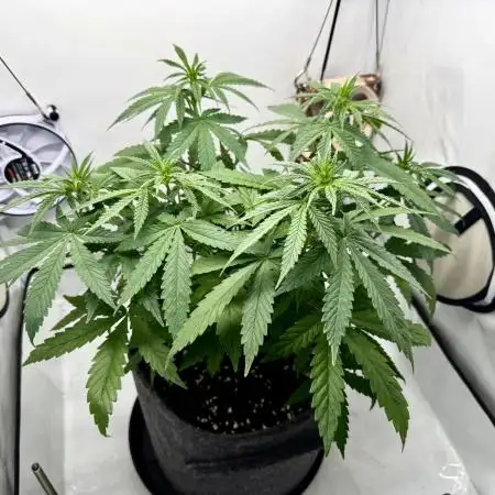 Raspberry Parfait #2025