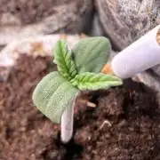 #2026 Balkon GROW Germany - Erdberre
