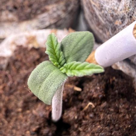 #2026 Balkon GROW Germany - Erdberre